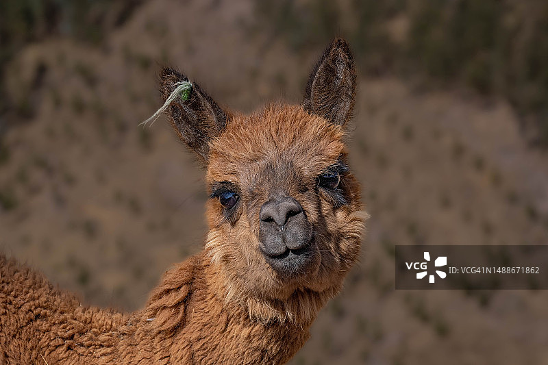 袋鼠特写图片素材