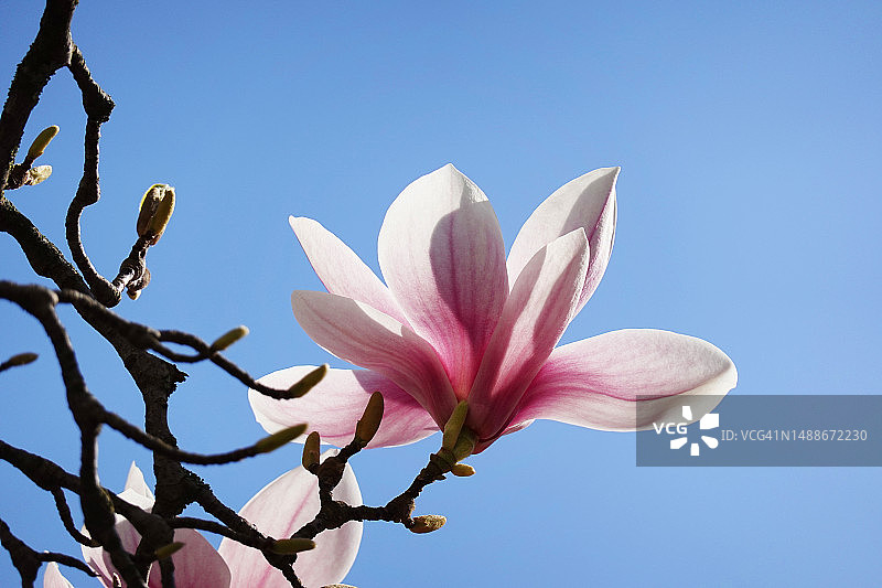 罗马尼亚蓝天下的逆光粉色木兰花图片素材