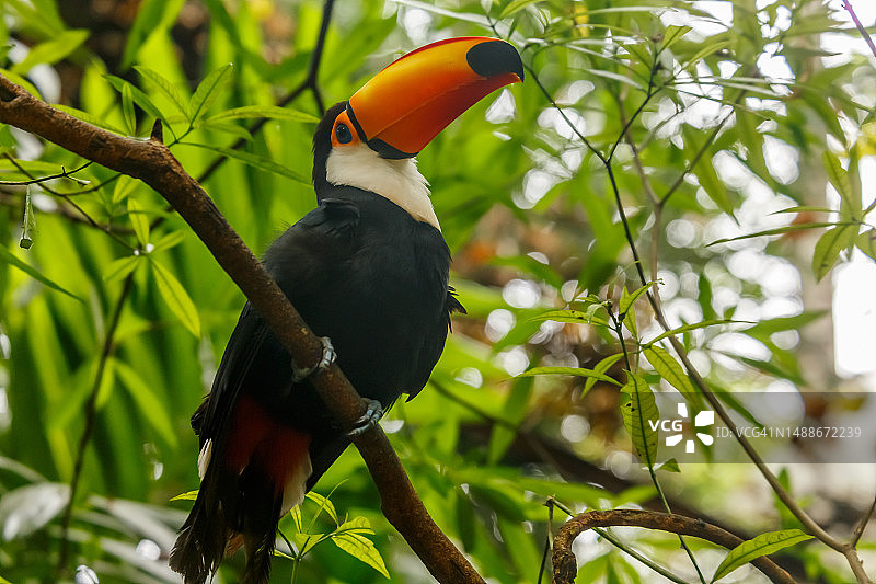 巨嘴鸟栖息在伊瓜苏森林树枝上（巴西，罗马尼亚）图片素材