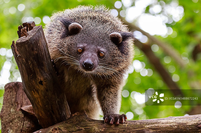 从树上好奇地看着的熊狸，巴拉望，菲律宾，罗马尼亚图片素材