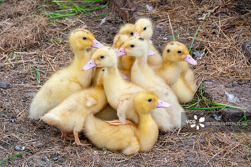 罗马尼亚农场饲养的肉鸭图片素材