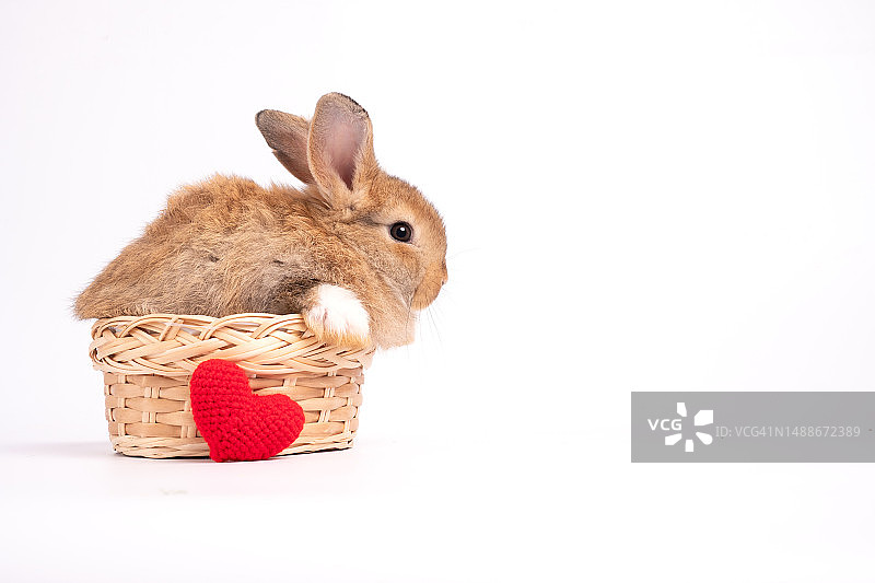 毛茸茸的可爱红棕色兔子，竖着耳朵坐在篮子里，前面放着红色爱心，白色背景隔离，宠物和复活节概念，罗马尼亚图片素材