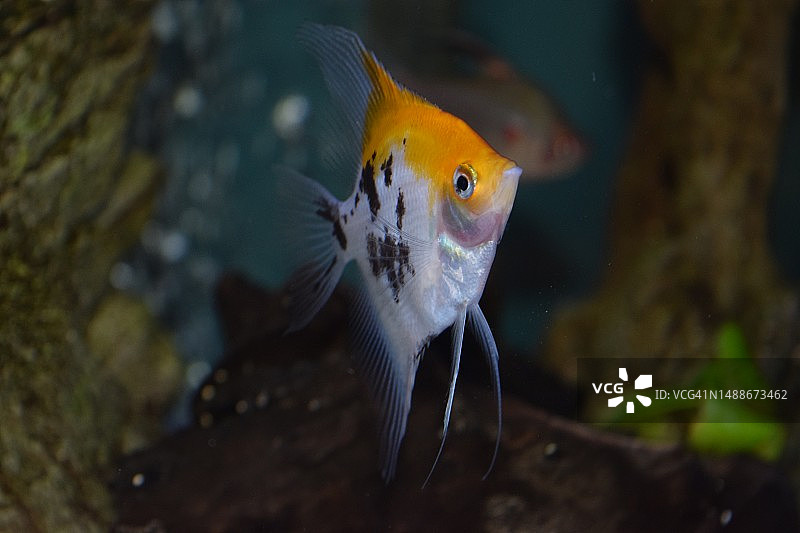 水族箱中丽鱼的特写，美国宾夕法尼亚州莱卡明县图片素材