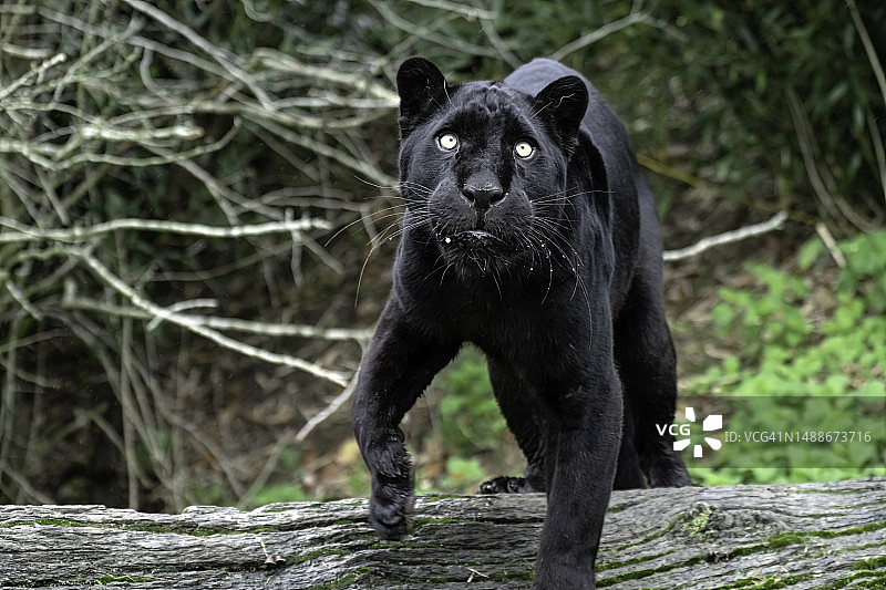 站在树上的黑美洲豹肖像，英国阿什福德图片素材
