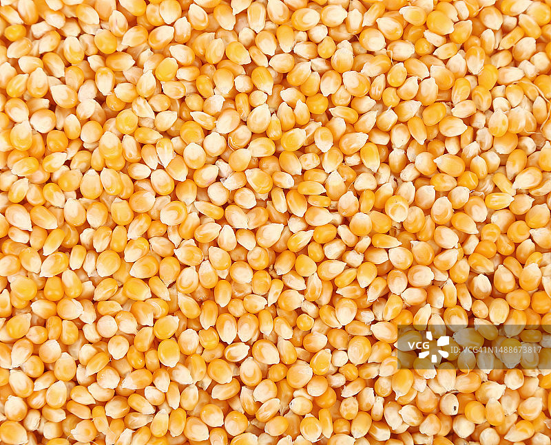 摩尔多瓦玉米粒全画幅照片图片素材