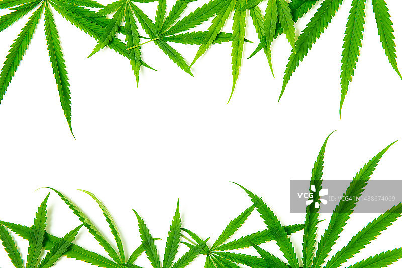 白色背景上的大麻叶俯视图，大麻植物的叶子富含抗氧化剂，罗马尼亚图片素材