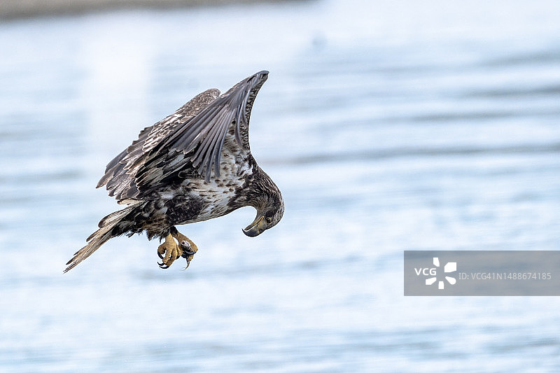 飞越海面的老鹰特写，美国马里兰州达林顿图片素材