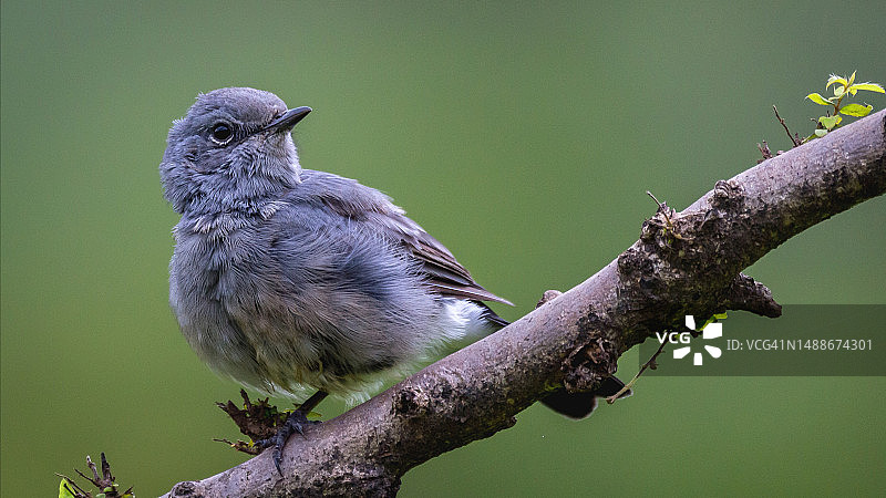 阿曼佐法尔省塞拉莱树枝上的鸣禽特写图片素材
