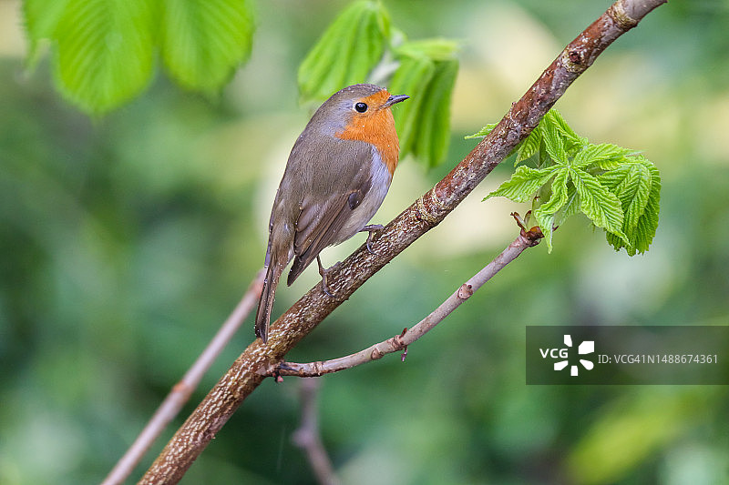 知更鸟栖息在树枝上的特写，比利时布鲁塞尔图片素材