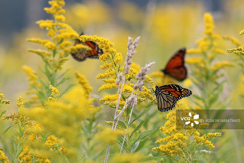 美国纽约州卡尤加县，马利筋上的帝王蝶图片素材