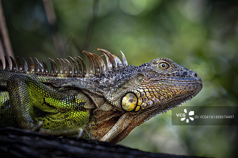 美国佛罗里达州基拉戈岛绿鬣蜥特写图片素材