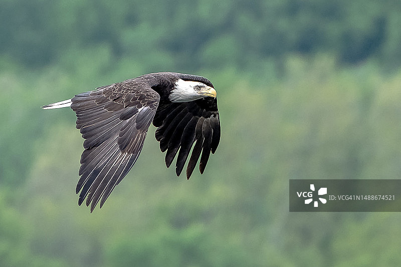 秃鹰飞过树林的特写，美国马里兰州塞西尔县图片素材