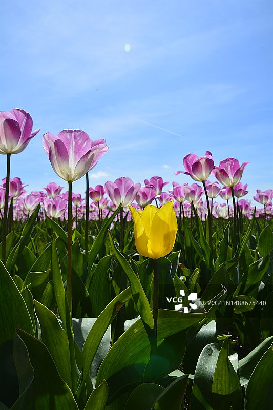 荷兰的粉色郁金香和黄色郁金香特写图片素材