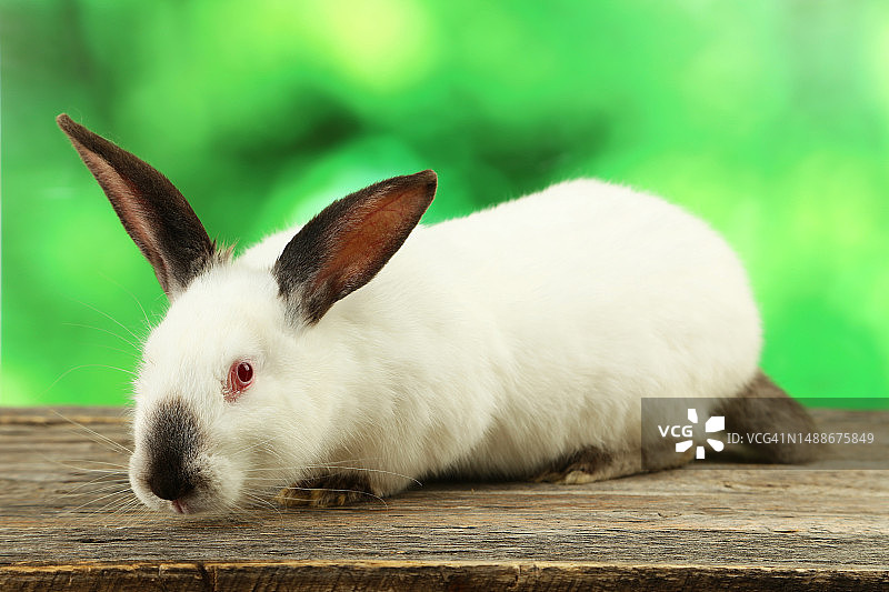 兔子在桌子上的特写图片素材