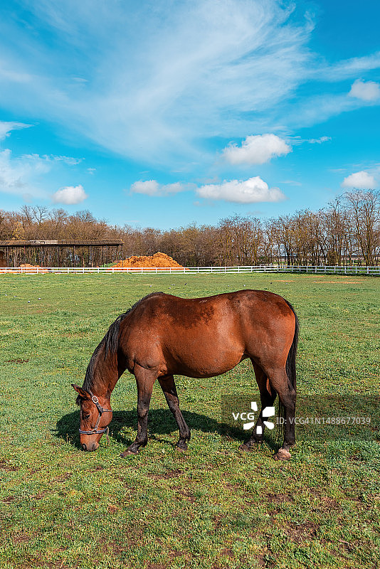 在塞尔维亚乡村马术农场围场吃草的棕色母马图片素材