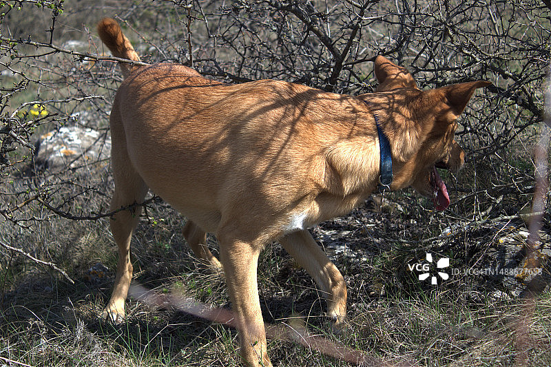 罗马尼亚，站立在田野上的鹿的俯视图图片素材