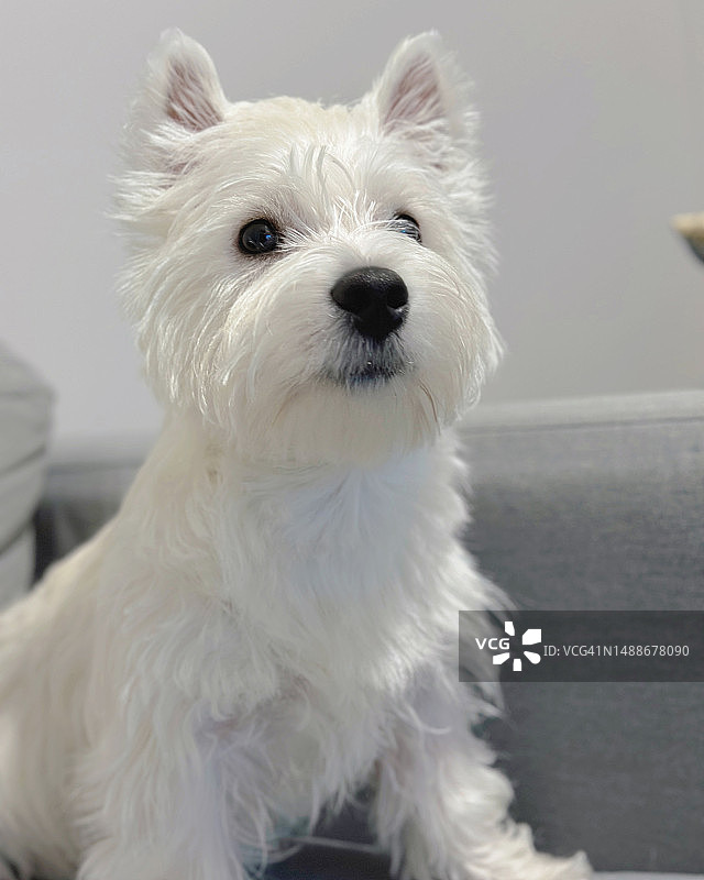 白色狗狗居家沙发肖像（加拿大安大略省万锦市）图片素材