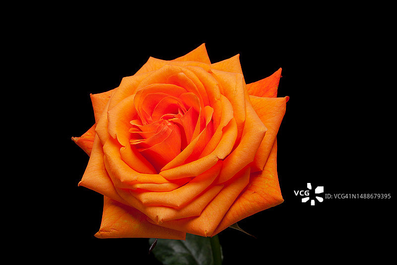 单支橙色玫瑰特写，罗马尼亚图片素材