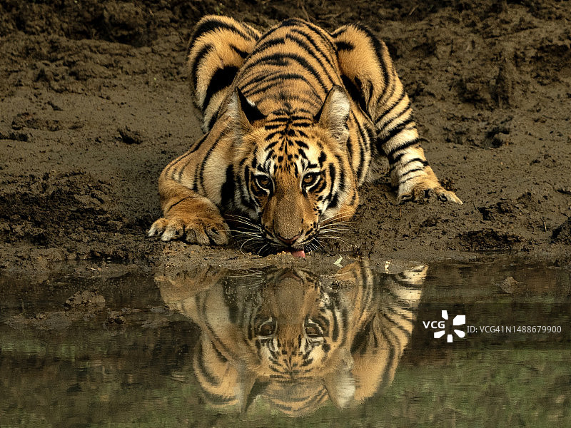 老虎在湖中的特写，印度马哈拉施特拉邦图片素材