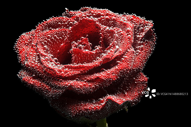 黑色背景下的红色玫瑰特写图片素材
