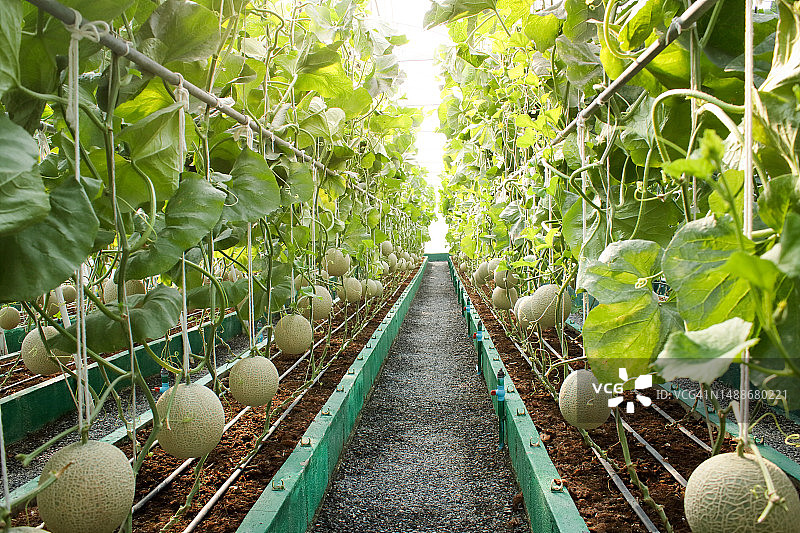 农业概念：大型温室中的甜瓜农场，使用现代技术种植无毒植物，现代农业，智慧农场图片素材
