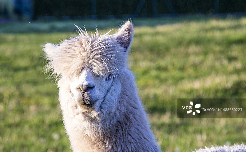 动物园绿色草地上的羊驼肖像图片素材