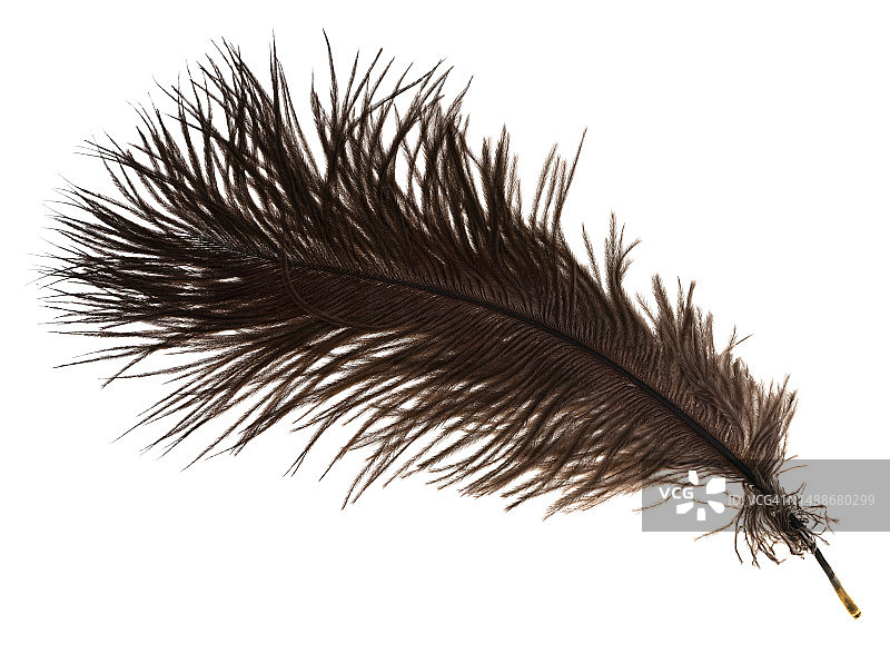 白色背景上的鸵鸟羽毛特写图片素材