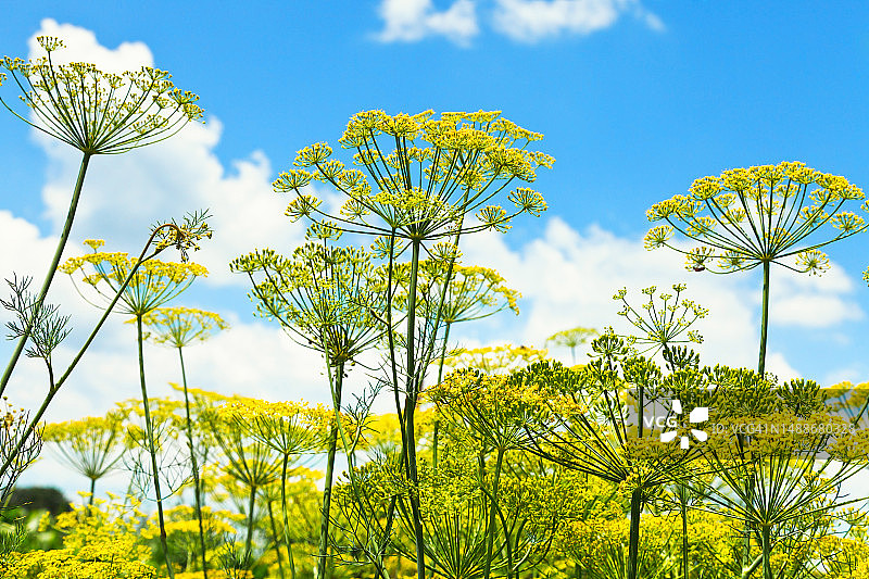 以蓝天为背景，花园中盛开的莳萝草药的仰视图图片素材