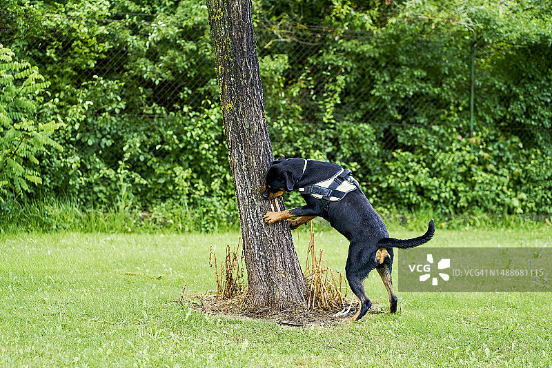 狗独自站在草坪上与院子里的一棵树玩耍的侧面图片素材
