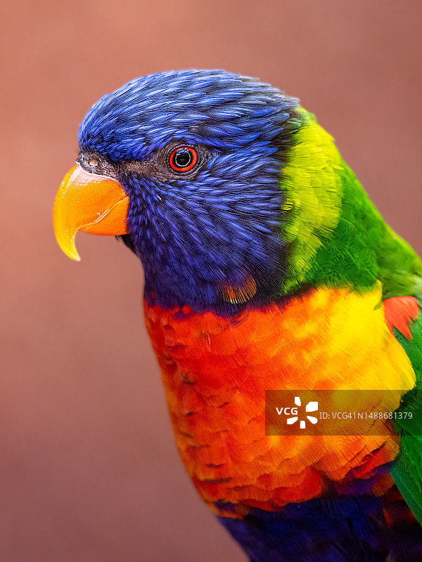 瑞士彩虹鹦鹉特写图片素材