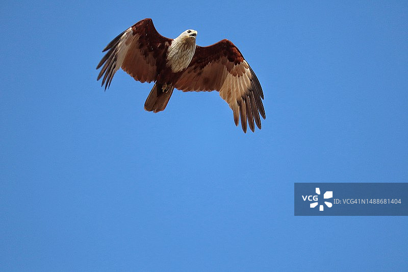 低角度仰望飞翔的雄鹰，印度卡纳塔克邦穆尔代什瓦尔图片素材