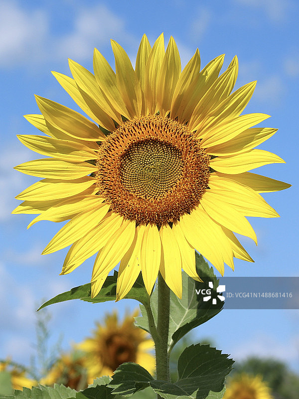 天空下的向日葵特写，加拿大图片素材