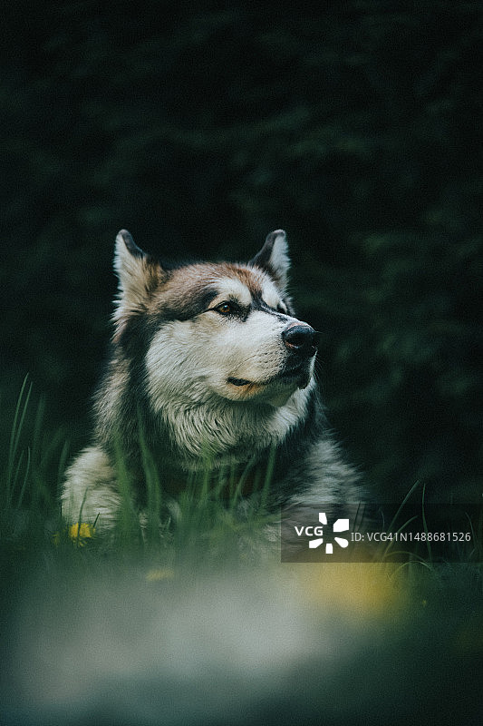 阿拉斯加雪橇犬在田野上的特写图片素材