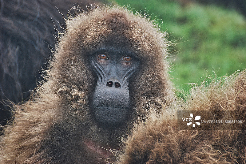 埃塞俄比亚格拉达狒狒特写图片素材
