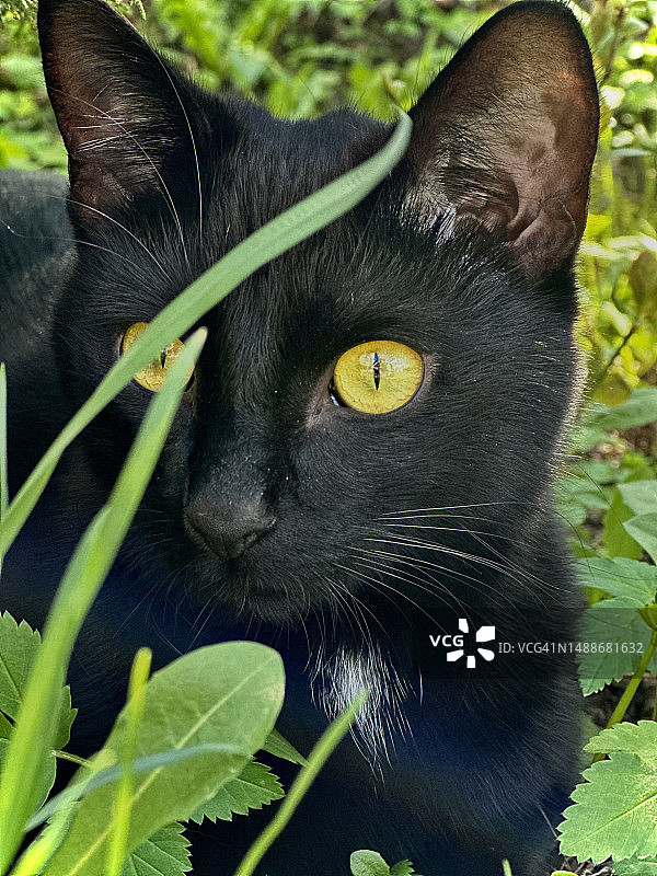 拉脱维亚锡古尔达的黑猫特写肖像图片素材