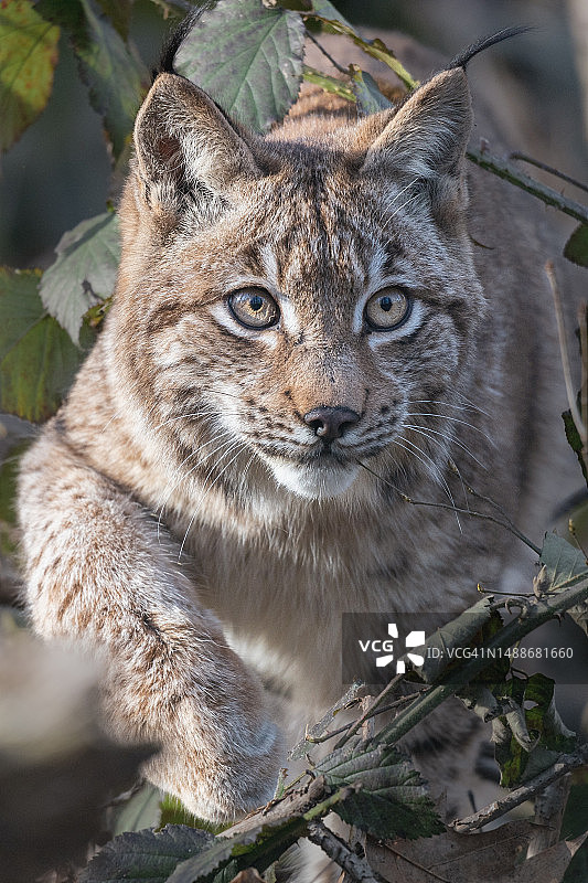 猫的特写肖像图片素材