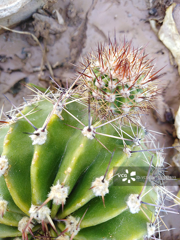 仙人掌特写，约旦图片素材