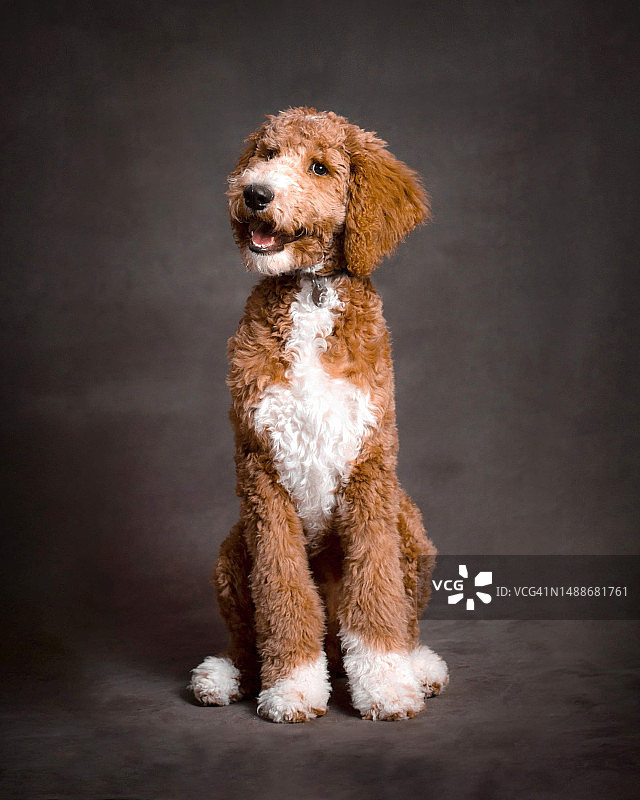 金毛贵宾犬站在灰色背景前 портрет，美国俄亥俄州托莱多图片素材