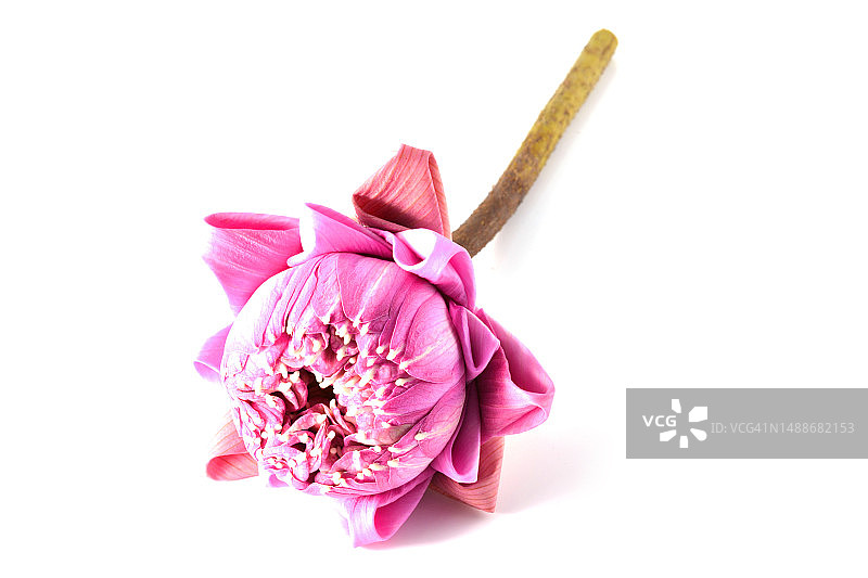白色背景上的粉色莲花图片素材