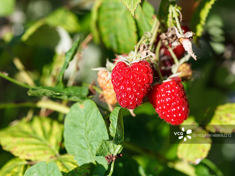 夏日花园日落时绿色灌木丛上的红树莓图片素材