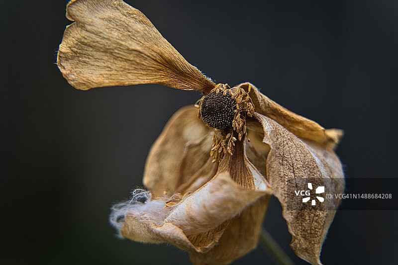 黑色背景下凋谢花朵的特写图片素材