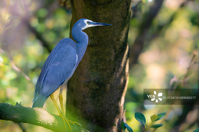 苍鹭栖息在树上的特写图片素材