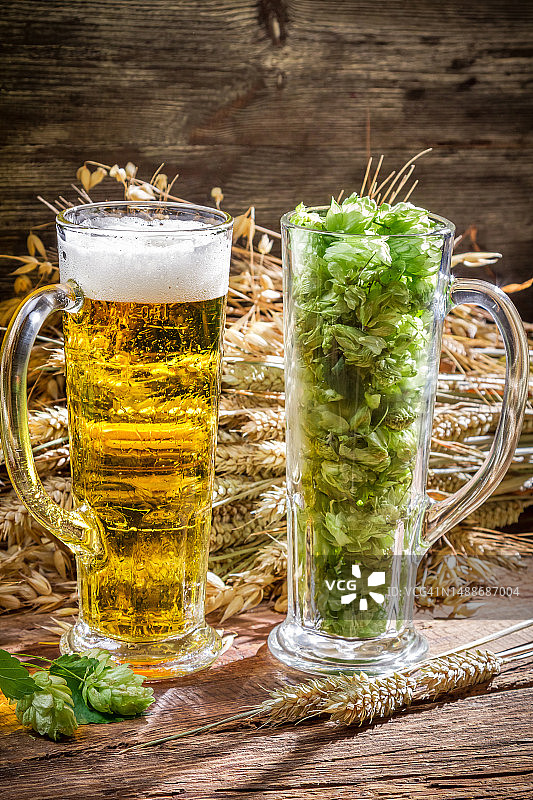 罗马尼亚的新鲜啤酒花环绕下的金色麦穗图片素材