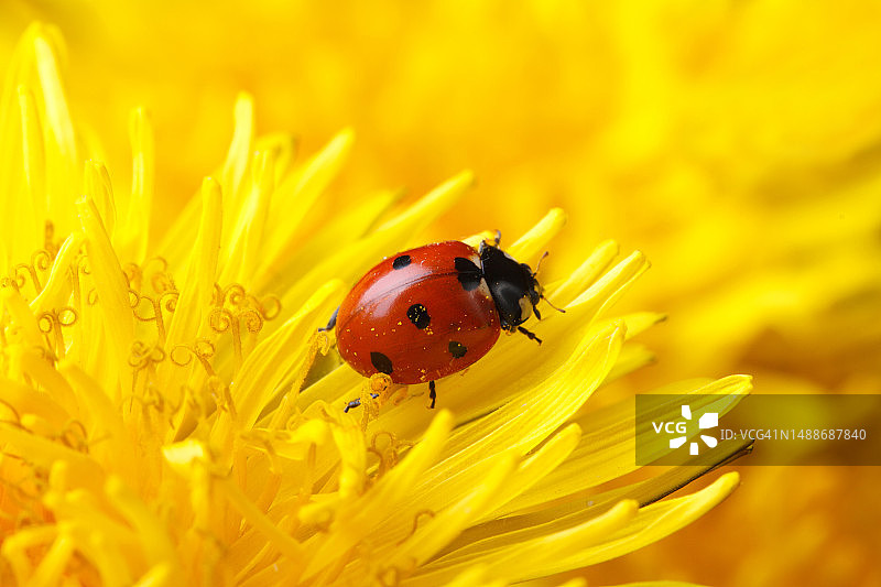 春天黄色蒲公英上的微距小瓢虫图片素材