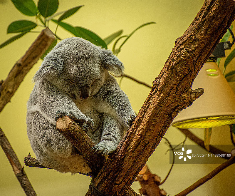 树上睡觉的可爱考拉熊的仰视角度图片素材