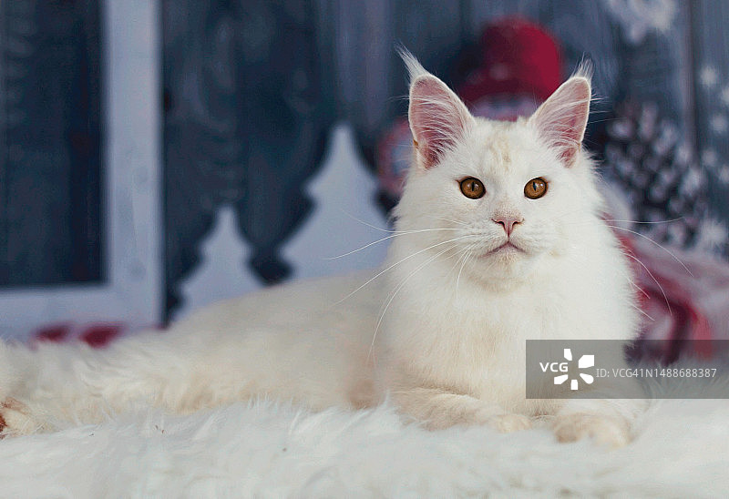 坐在地板上的猫的特写，圣诞背景上的缅因猫，爱尔兰图片素材