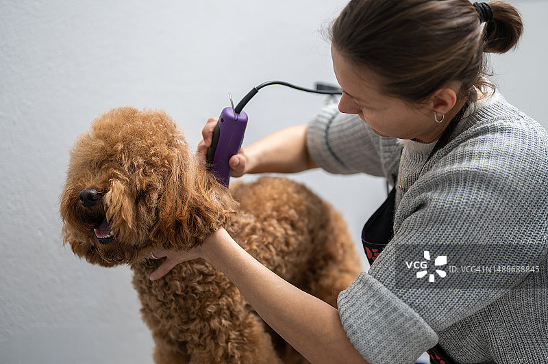一名俄罗斯女宠物美容师正在为贵宾犬做美容图片素材