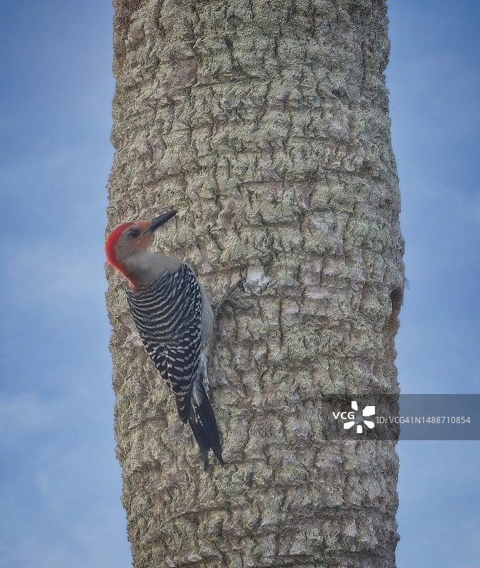 红腹啄木鸟图片素材