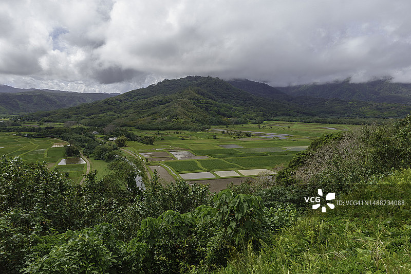 哈纳雷山谷瞭望台与芋头田图片素材