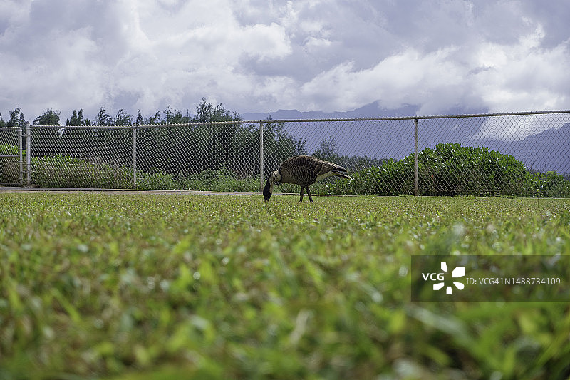 基拉韦厄角国家野生动物保护区的夏威夷鹅图片素材
